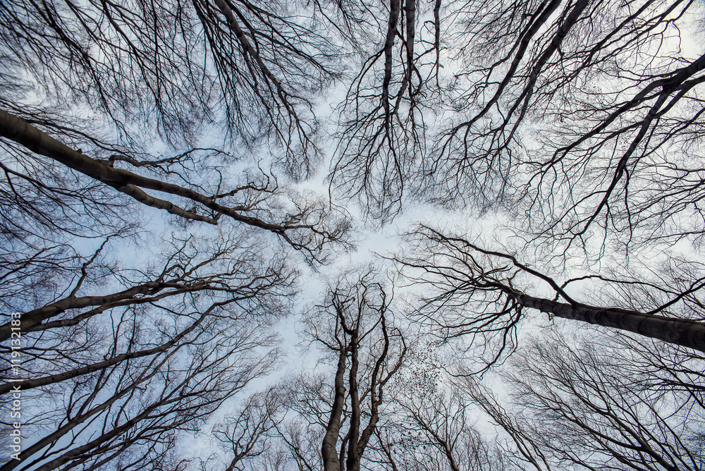 tops of trees tops of trees