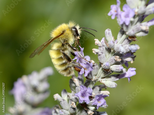 Common Carder Bumblebee