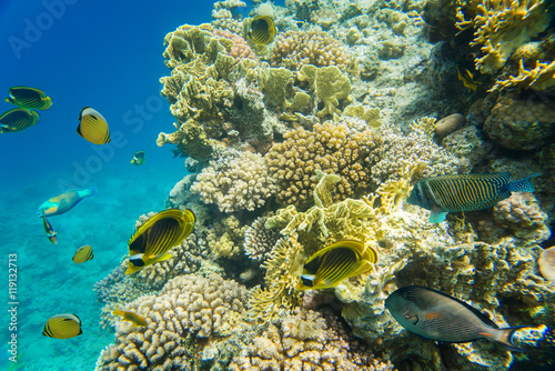 Fototapeta Naklejka Na Ścianę i Meble -  coral reef of the red sea 