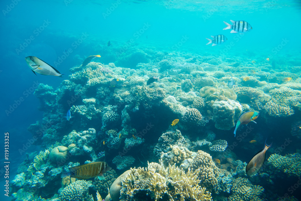 Fototapeta premium coral reef of the red sea 