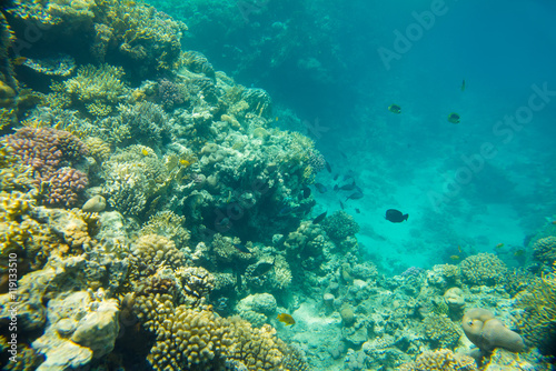 coral reef  in red sea  © badahos