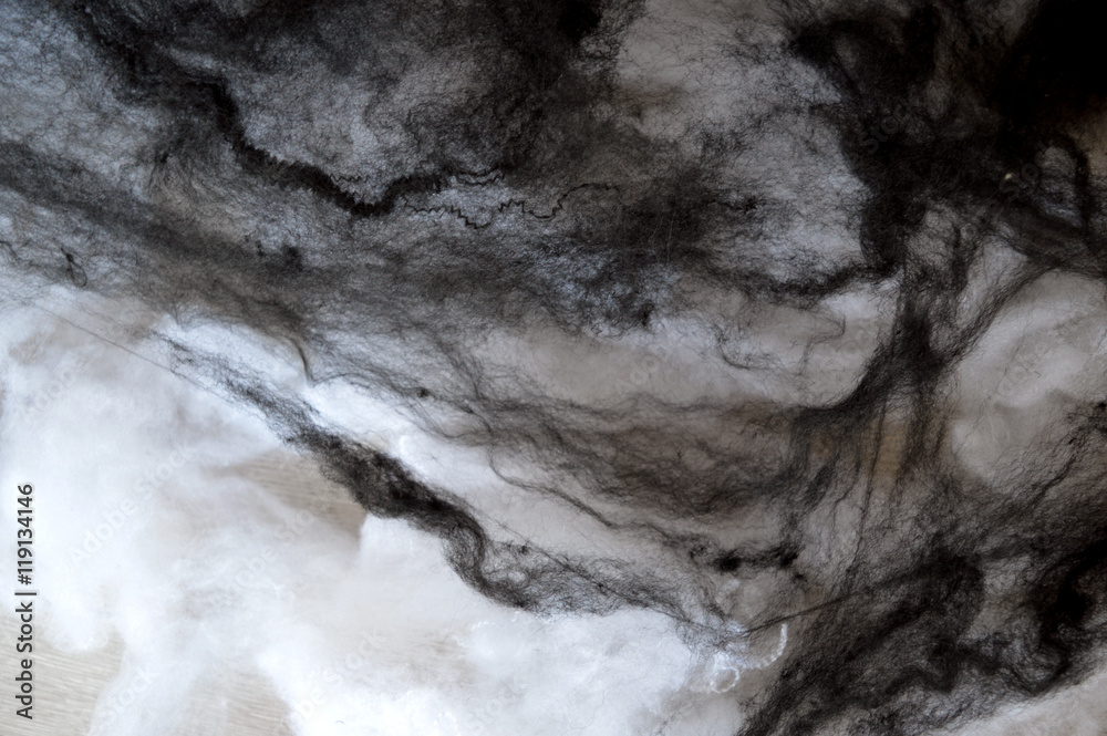 Fototapeta premium Black and white spiderwebs