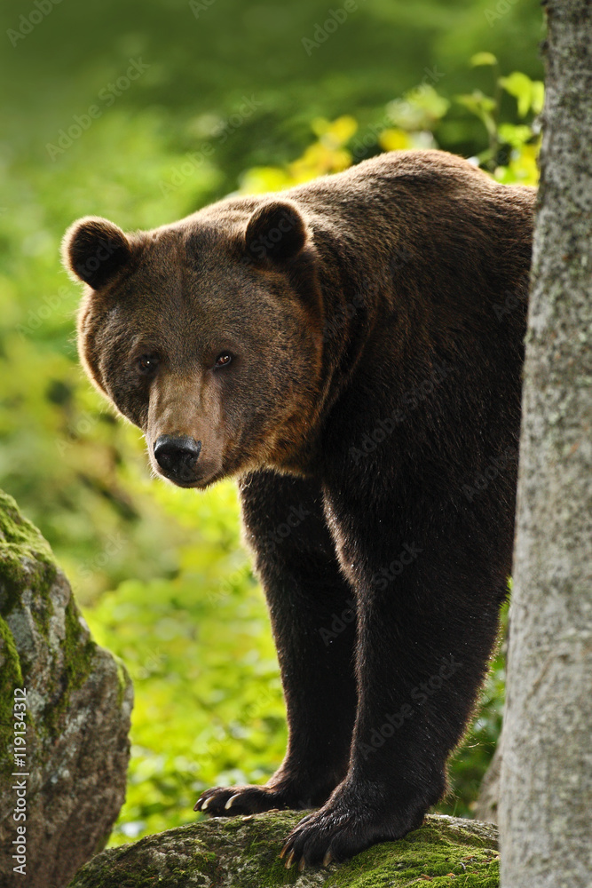 Brown bear, Ursus arctos, hideen behind the tree trunk in the forest. Face portrait of brown bear. Bear with open muzzle with big tooth. Brown bear in the nature. Bear in the forest animal, Slovakia Brown bear, Ursus arctos, hideen behind the tree trunk in the forest. Face portrait of brown bear. Bear with open muzzle with big tooth. Brown bear in the nature. Bear in the forest animal, Slovakia
