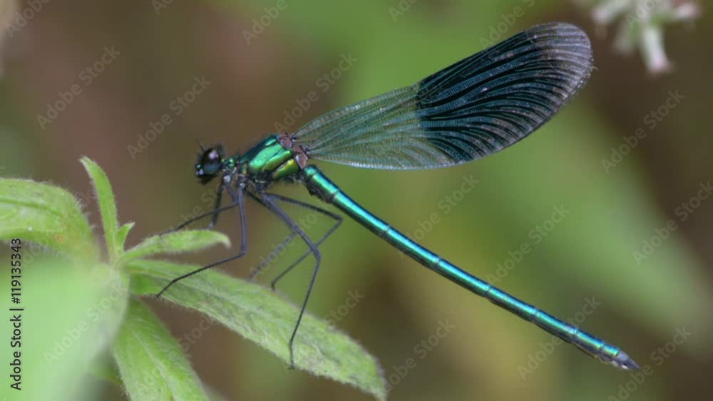 Banded demoiselle (Calopteryx splendens) male cleaning abdomen. Damselfly with dark band across centre of wings and metallic blue-green body, flexing abdomen and wings