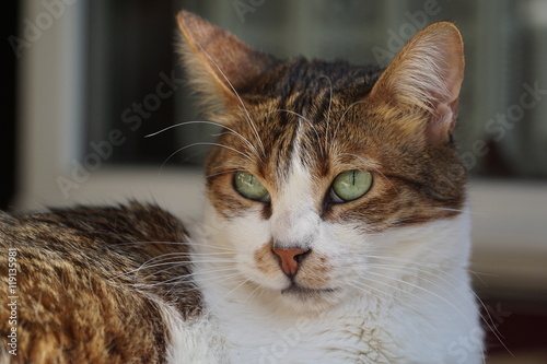 Katze sonnt sich im Fenster