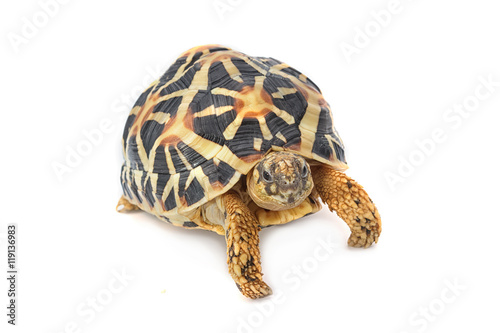 Indian Starred Tortoise eating on white background