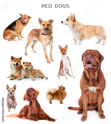 Red dogs set