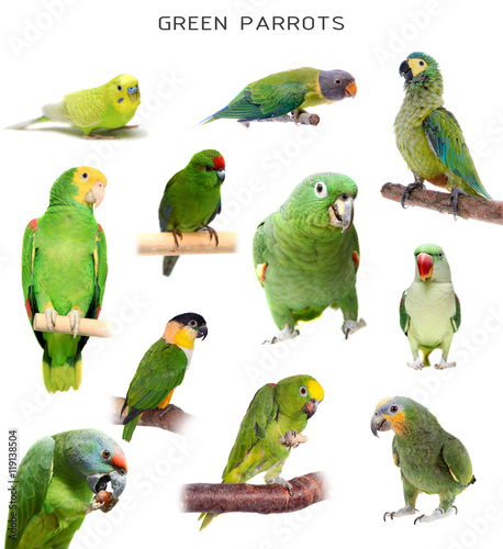 Green parrots on white