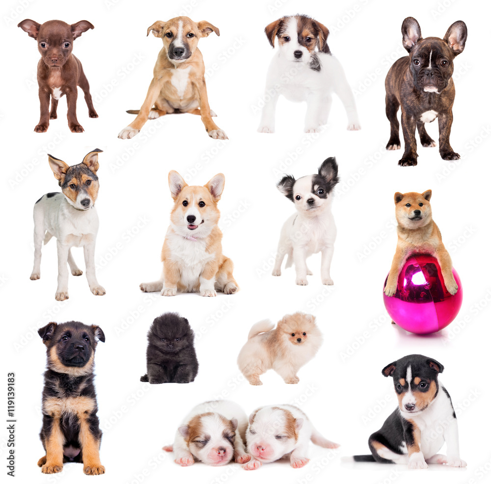 Puppies set on white Puppies set on white