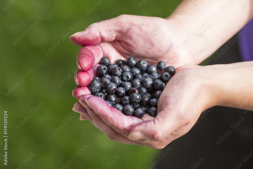 Woman is holding freshly picked blueberries in her hands. Woman is holding freshly picked blueberries in her hands.