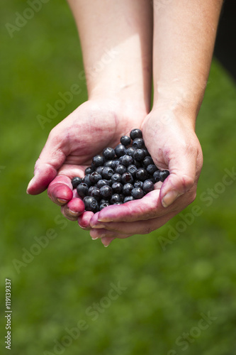 Woman is holding freshly picked blueberries in her hands.