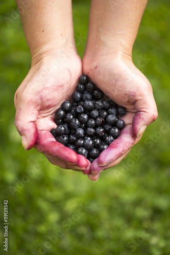 Woman is holding freshly picked blueberries in her hands.