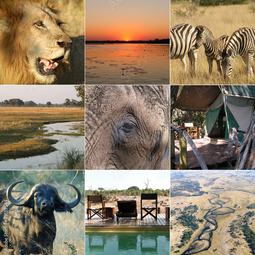 Safari photo