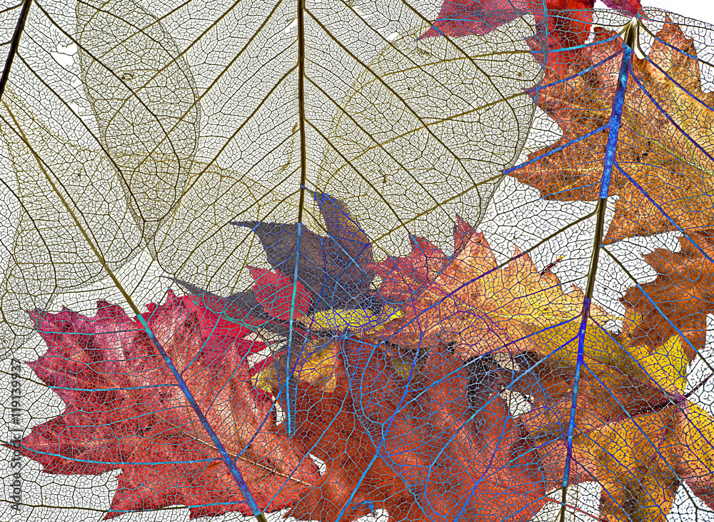 autumn leaves isolated on white background Stock Photo | Adobe Stock