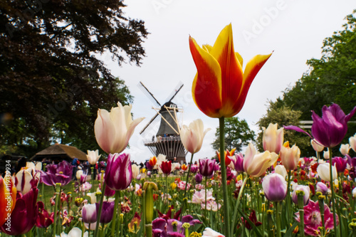Blooming tulips in Keukenhof, also known as the Garden of Europe
One of the world's largest flower gardens. 
Lisse, the Netherlands.
