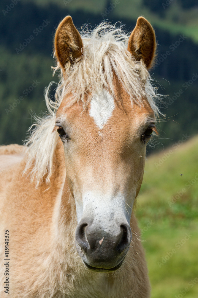Obraz premium Haflinger foal, South Tyrol, Italy