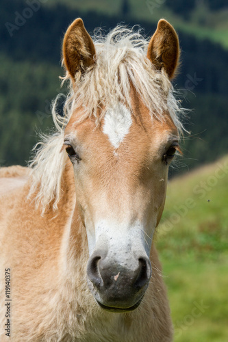 Haflinger foal  South Tyrol  Italy