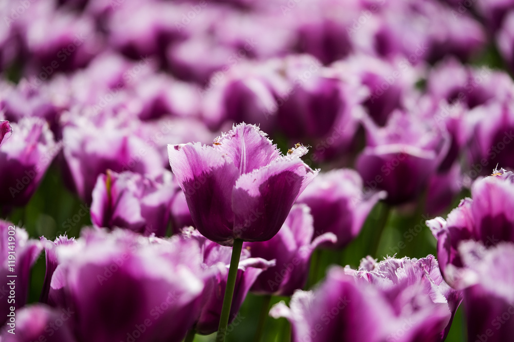 Φωτογραφία Blooming tulips in Keukenhof, also known as the Garden of Europe
One of the world's largest flower gardens