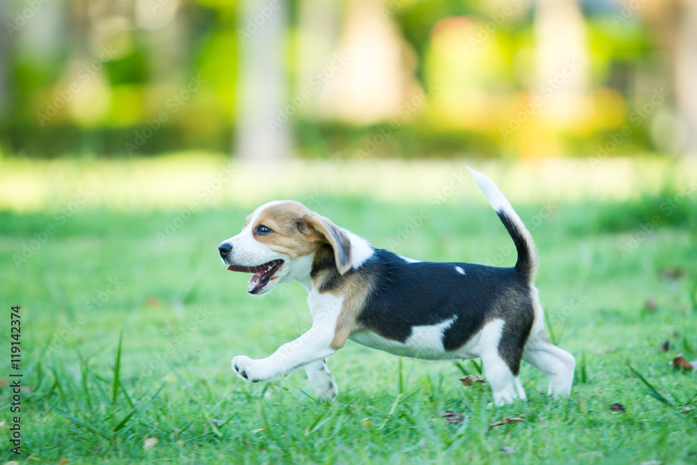 Puppy Beagle enjoy playing in the park. Puppy Beagle enjoy playing in the park.