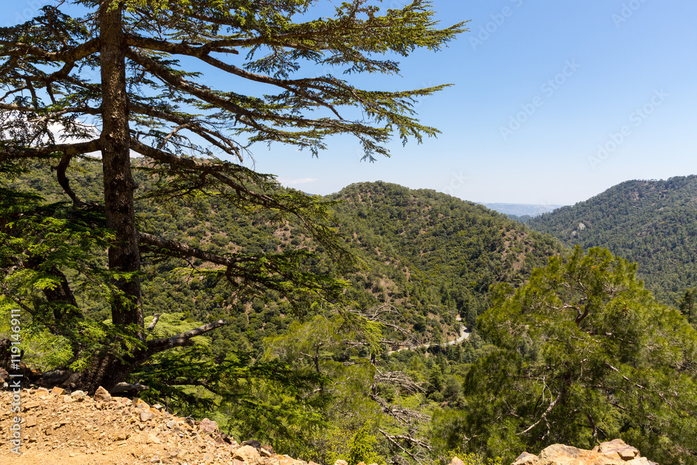 cedar valley in Cyprus mountains cedar valley in Cyprus mountains