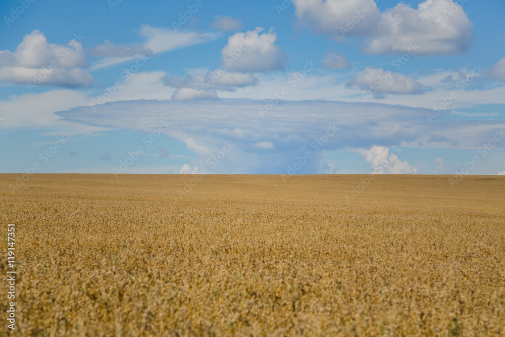 wheat field wheat field