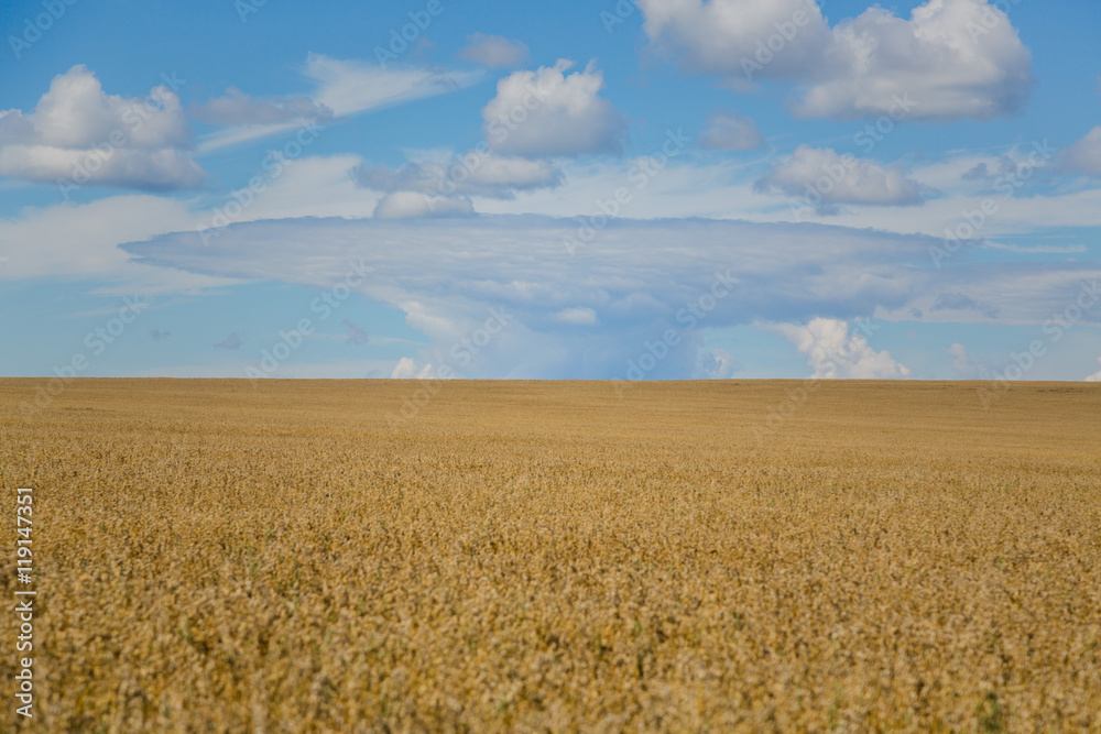 wheat field