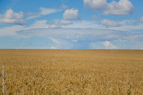 wheat field