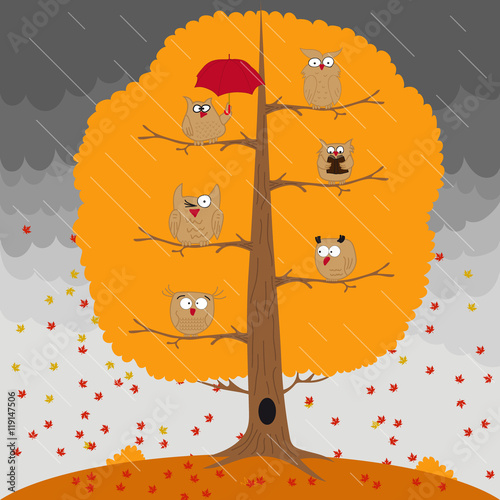 Owl sitting on an autumn tree in the rain