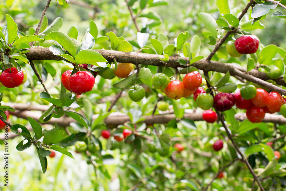 Organic Brazilian Acerola Fruit small cherry.
