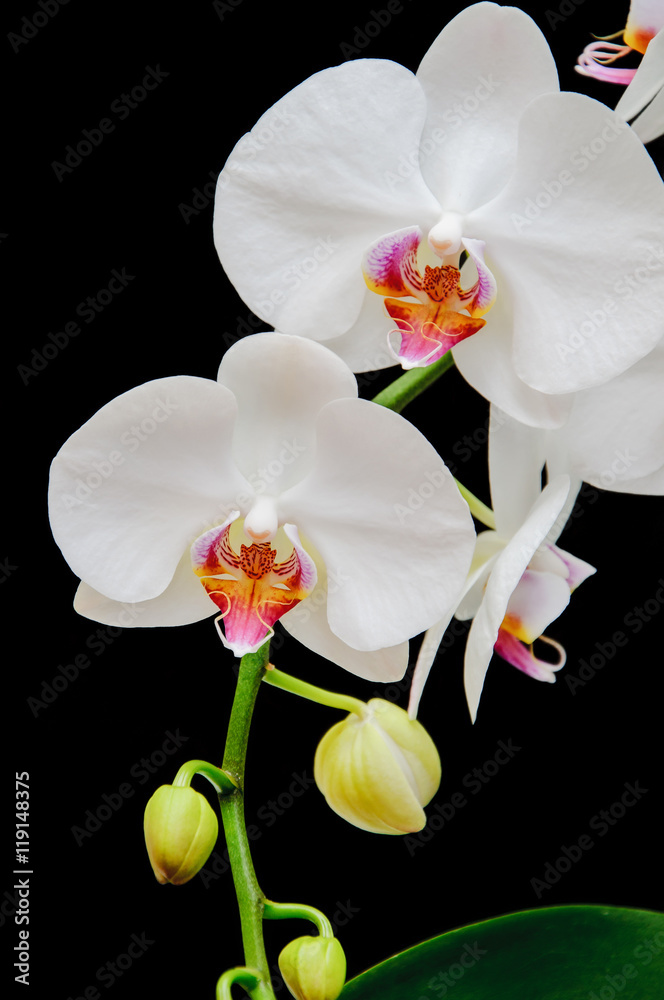 Fototapeta premium White Orchid on a black background