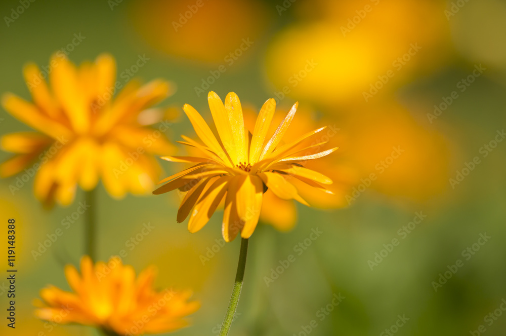 Calendula officinalis (pot marigold, ruddles, common marigold, garden marigold, English marigold, Scottish marigold) Calendula officinalis (pot marigold, ruddles, common marigold, garden marigold, English marigold, Scottish marigold)