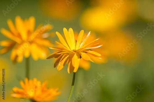 Calendula officinalis (pot marigold, ruddles, common marigold, garden marigold, English marigold, Scottish marigold) © Kersti Lindström
