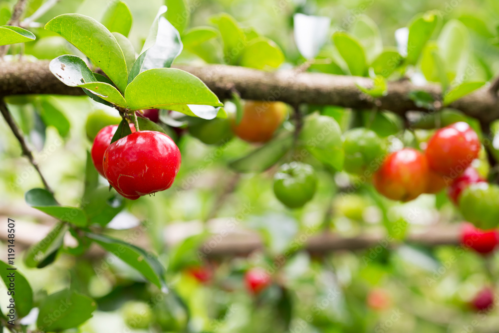 Obraz premium Organic Brazilian Acerola Fruit small cherry. 