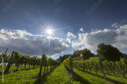 Weingarten in der Steiermark   sterreich