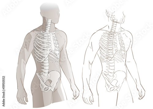 Human body and skeleton