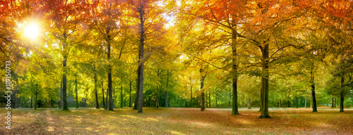 Bunter Herbstwald im Sonnenlicht