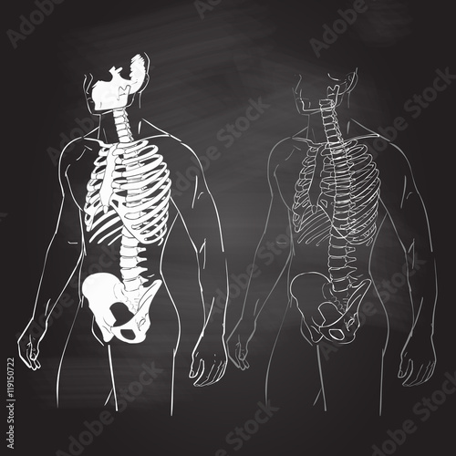 Human body and skeleton