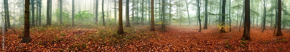 Wald Panorama im Herbst mit rotem Herbstlaub Wald Panorama im Herbst mit rotem Herbstlaub