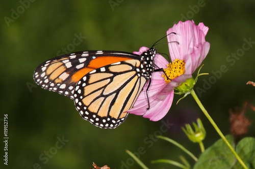 Monarch Butterfly On Flower © Doug Lemke
