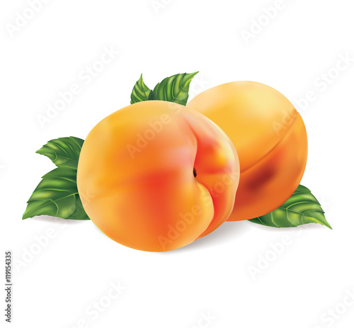Two ripe peach fruit with leaves isolated on white background. Vector illustration.