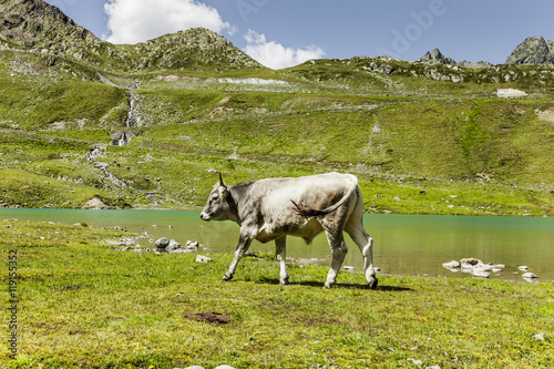 Kuh am Bergsee