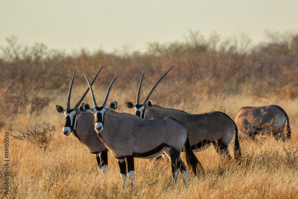 Fototapeta premium Gemsbok or gemsbuck (Oryx gazella) herd. Central Kalahari Game Reserve. Botswana