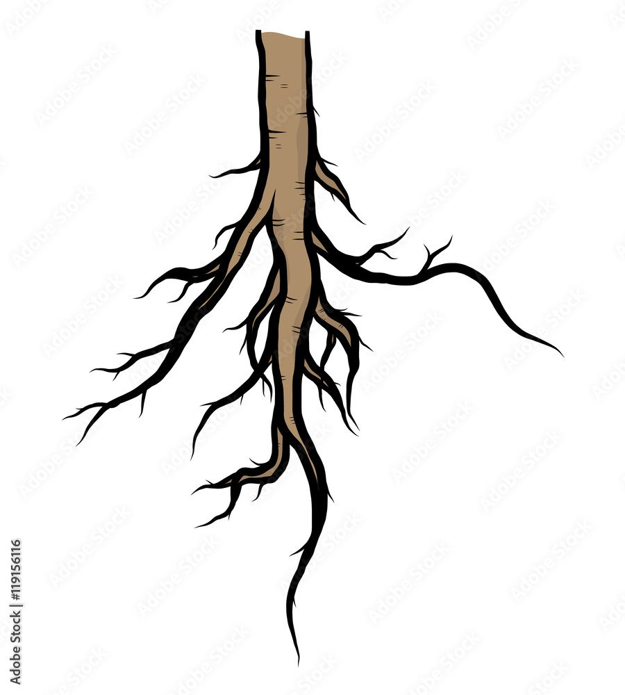 tree root / cartoon vector and illustration, hand drawn style, isolated
