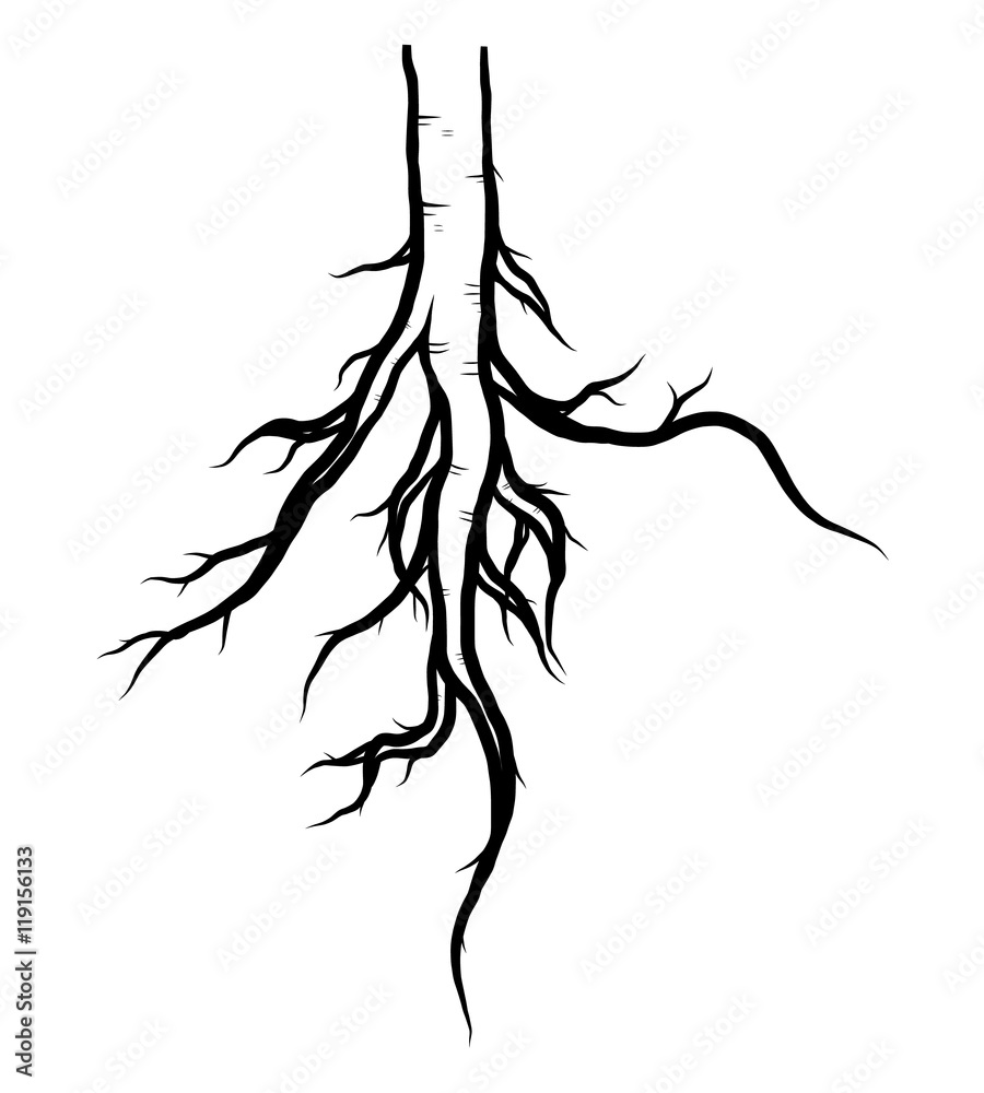 tree root / cartoon vector and illustration, black and white, hand drawn,  sketch style, isolated on white background. Stock Vector | Adobe Stock