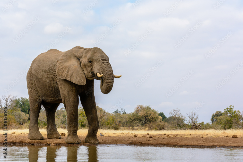 Fototapeta premium African Bush Elephant (Loxodonta africana) drinking. Mashatu Game Reserve. Northern Tuli Game Reserve. Botswana