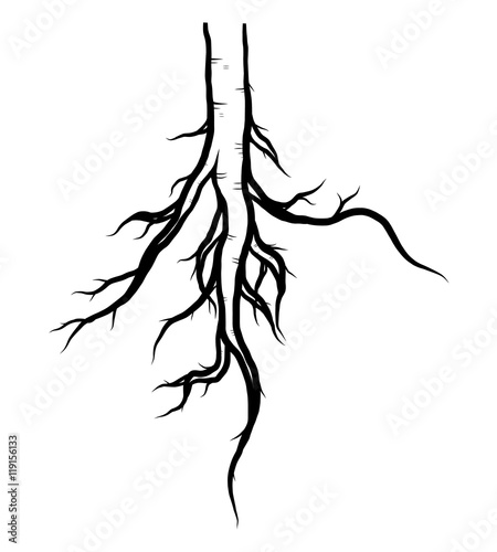 tree root / cartoon vector and illustration, black and white, hand drawn, sketch style, isolated on white background.