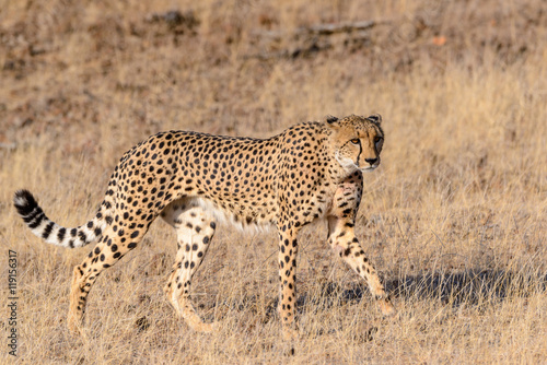 Cheetah (Acinonyx jubatus) walking. Mashatu Game Reserve. Northern Tuli Game Reserve. Botswana