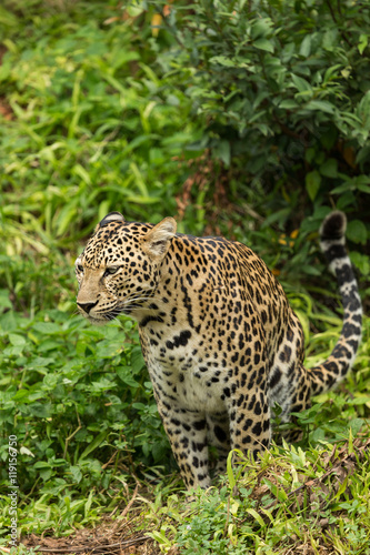 Leopard looking something