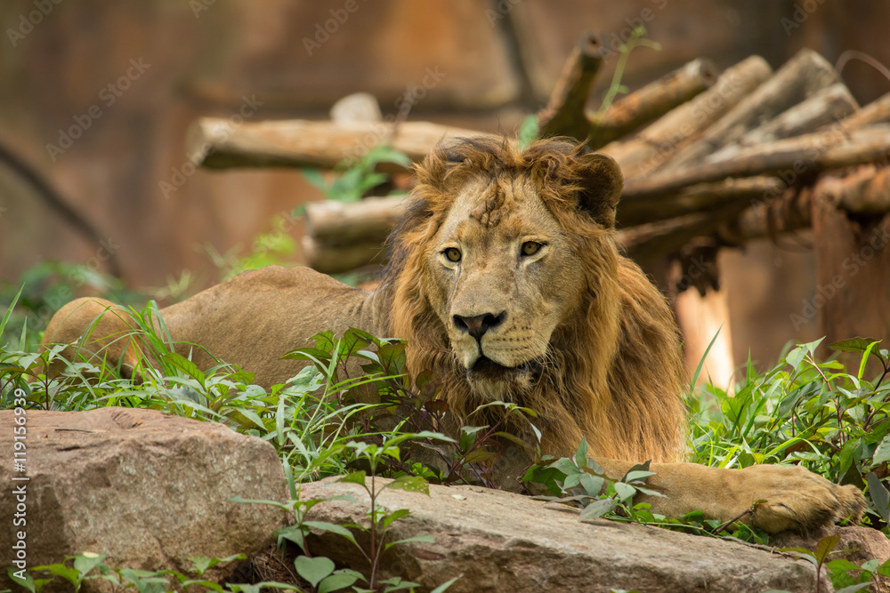 Obraz premium The male lion lying and relaxing