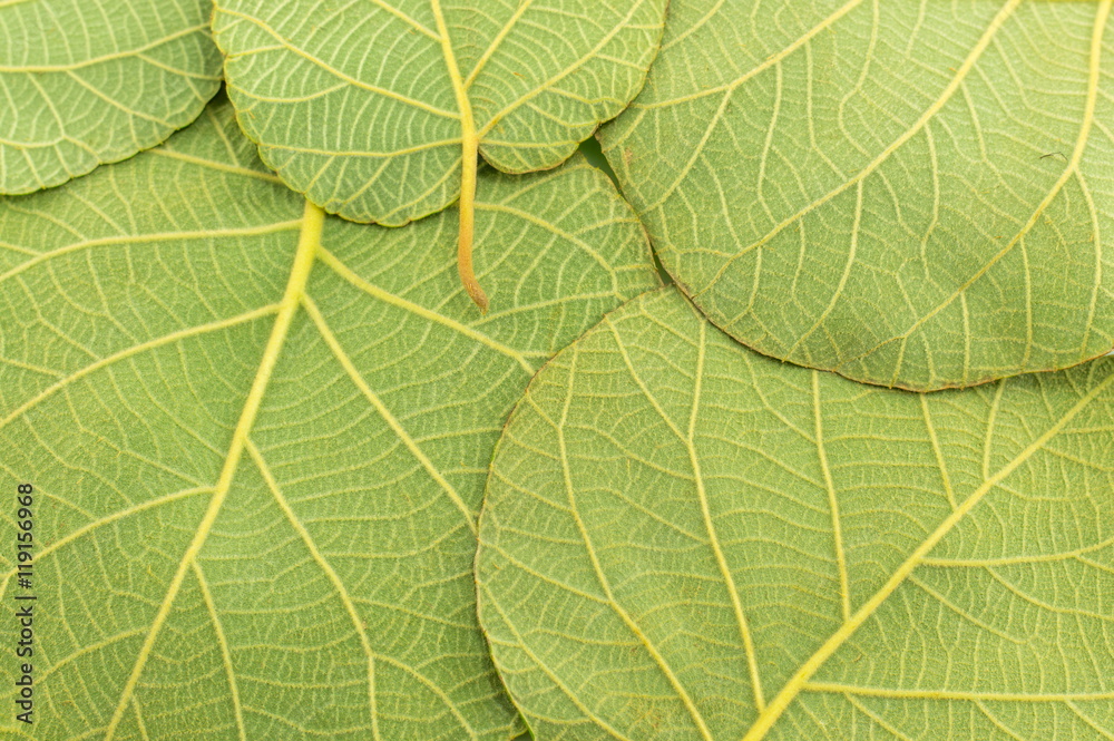 Fototapeta premium Walnut leaves background pattern